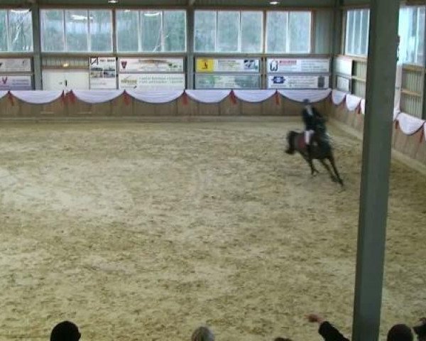 Springpferd Dj Mac Loyld (unbekannt, 2002)