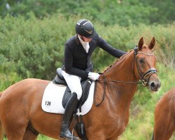 dressage horse Fiotto (Oldenburg, 2016, from Fürst Romancier)