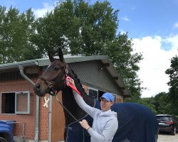 dressage horse Fonte Cal (Hanoverian, 2017, from Fürstbischof)