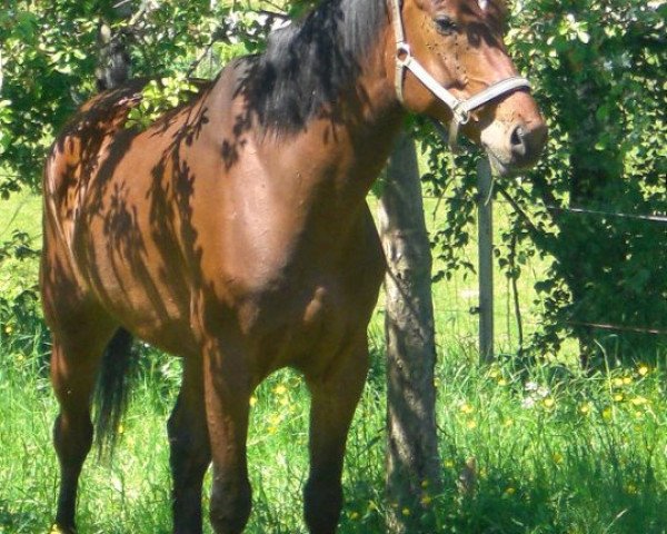 Pferd Papageno (Arabisches Halbblut / Partbred, 2002, von Pamour ox)