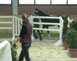 Springpferd Conti Lady (Westfale, 2009, von Continus Grannus)