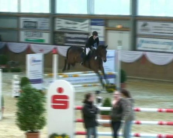 Springpferd Faro 129 (Rheinländer, 2006, von Fürst Heinrich)