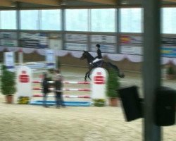 jumper Captain Jack Sparrow 12 (Westphalian, 2006, from Contendro I)
