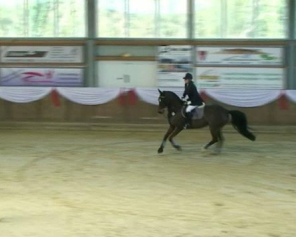 jumper Forever (Hanoverian, 1997, from Foxhunter)