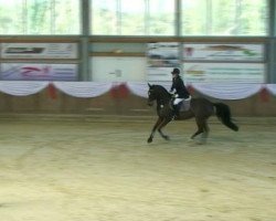 jumper Forever (Hanoverian, 1997, from Foxhunter)