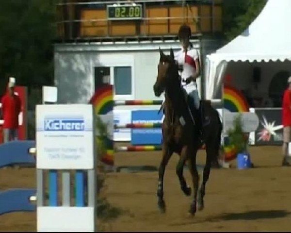 jumper Cavaliero 2 (Holsteiner, 2003, from Ciacomo)