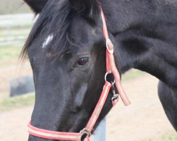 horse Fabregas (Oldenburg, 2008, from Faustinus)