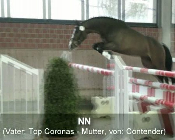 Springpferd Corn Flake (Westfale, 2009, von Coronas 2)