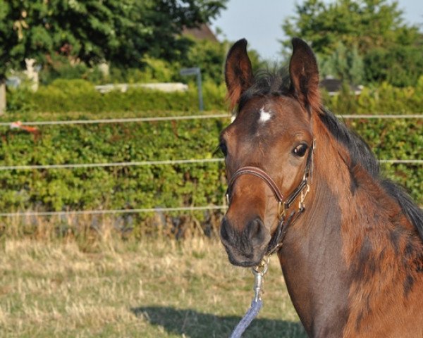 Pferd For Magic (Hannoveraner, 2022, von For Romance I) Pferd For Magic (Hannoveraner, 2022, von For Romance I)