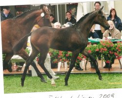 dressage horse Sambio (Oldenburg, 2009, from Sarkozy 3)