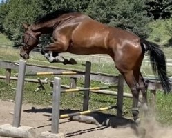 jumper Atlantis (Austrian Warmblood, 2015, from Cristo)