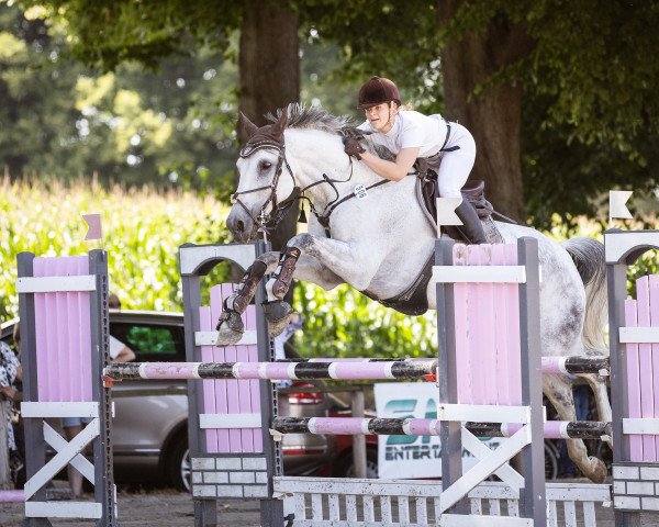 jumper Little Ludwig 6 (Oldenburg, 2010, from Ludwigs As)