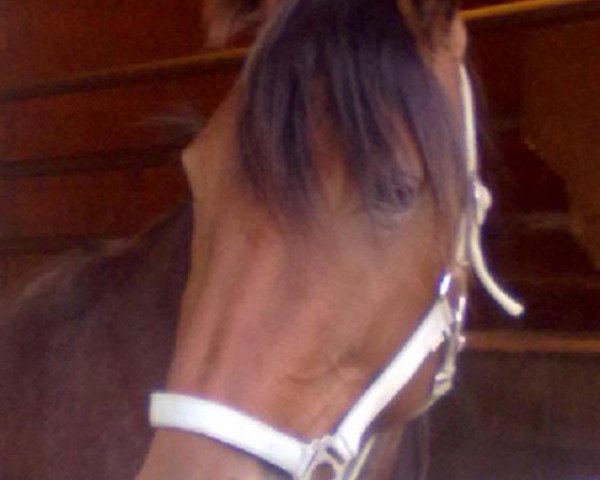 Pferd Beauty Victory (Traber, 2008, von Naction Skoatter)
