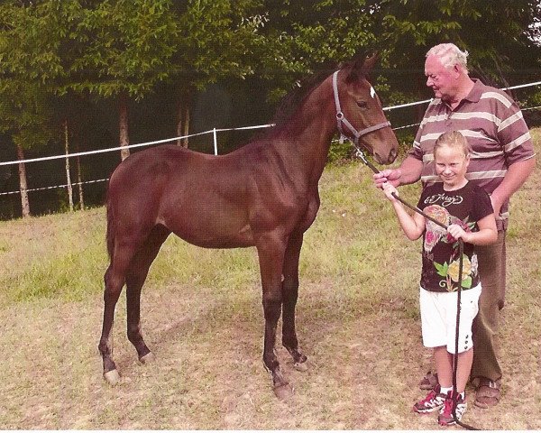 jumper Callie Rose Z (Zangersheide riding horse, 2011, from Champion de Cord)