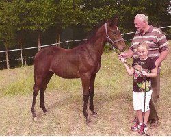 jumper Callie Rose Z (Zangersheide riding horse, 2011, from Champion de Cord)