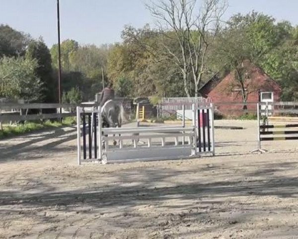 horse Captain Silbersee (Westphalian, 2008, from Captain Fire)