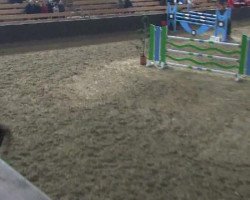 jumper Don Phill (Oldenburg, 2001, from Donnerhall)
