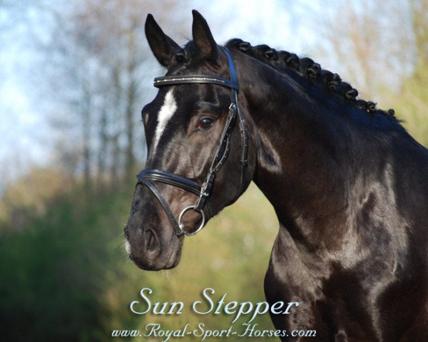 horse Sun Stepper (Oldenburg, 2009, from Sungold 2)