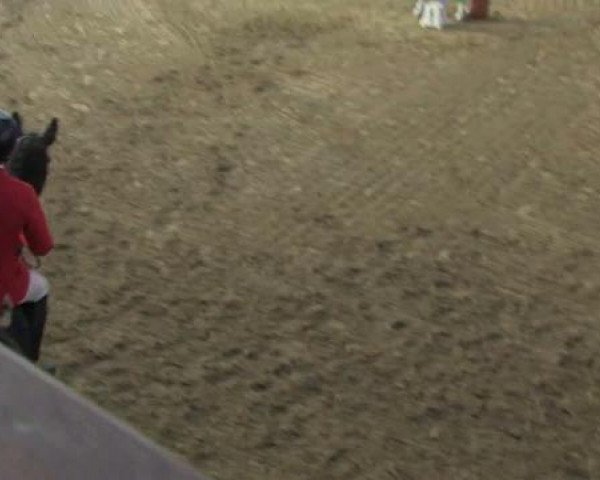 broodmare Cherry Lady E (Westphalian, 2005, from Christoph Columbus)