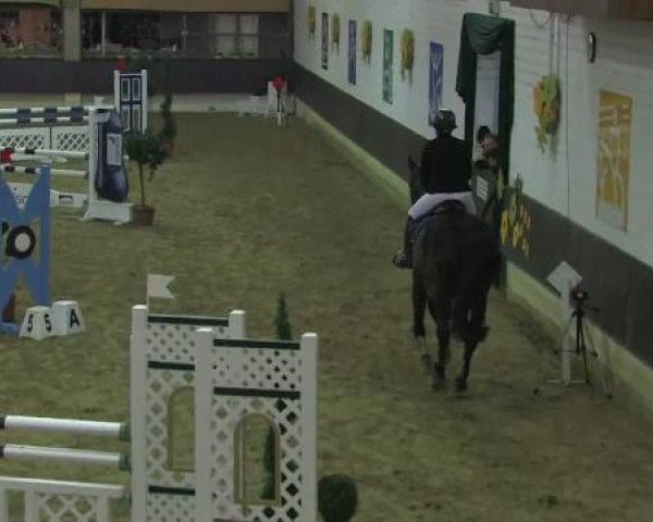 jumper Louisdor 51 (Westphalian, 1993, from Landino)