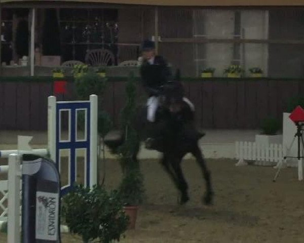 Springpferd Lutania (Westfale, 1998, von Lancer III)