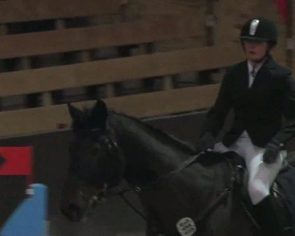 jumper G.M. Gustav (Oldenburg, 1994, from Grandeur)