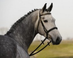 Deckhengst Con Cosmos (Holsteiner, 2003, von Colman)