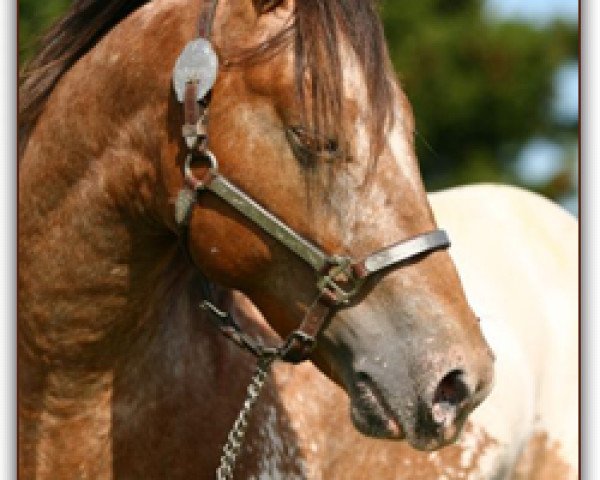stallion Bops Strudel Clark (Appaloosa, 2008, from Mr Strudel Bop)