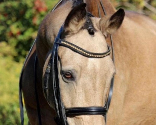 dressage horse Buschhof (German Riding Pony, 2002, from Golden Dancer)