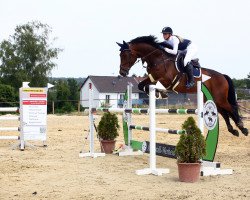 jumper Chapeau Claque H (Westphalian, 2013, from Conteur)