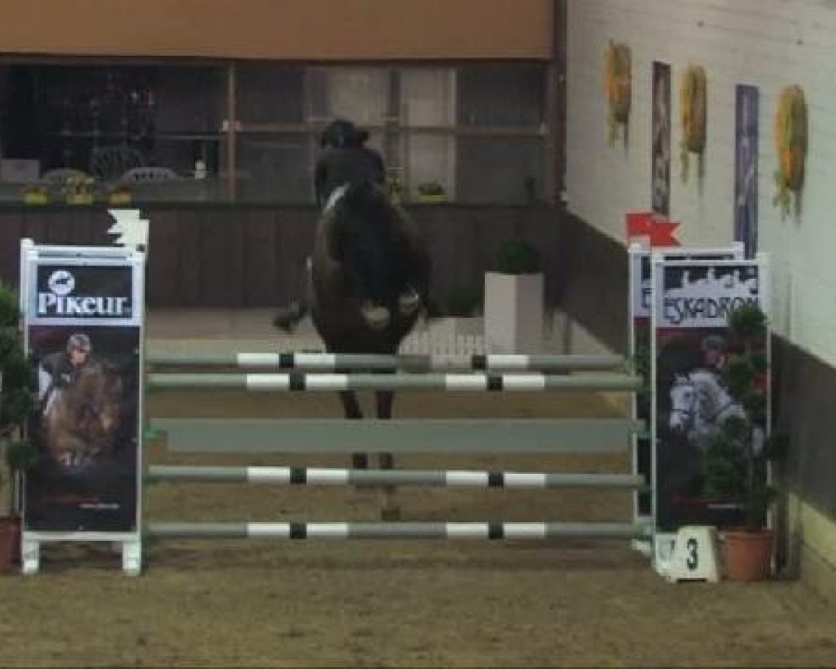 horse Reggio di Calabrio (Westphalian, 2002, from Reccio L)