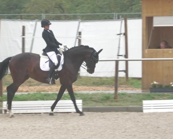 Reitturnier Köngen 2022