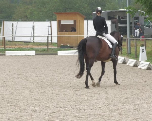 Reitturnier Köngen 2022