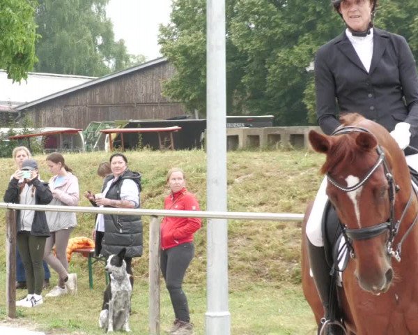 Reitturnier Köngen 2022