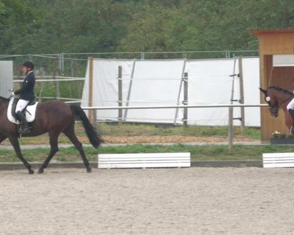 Reitturnier Köngen 2022