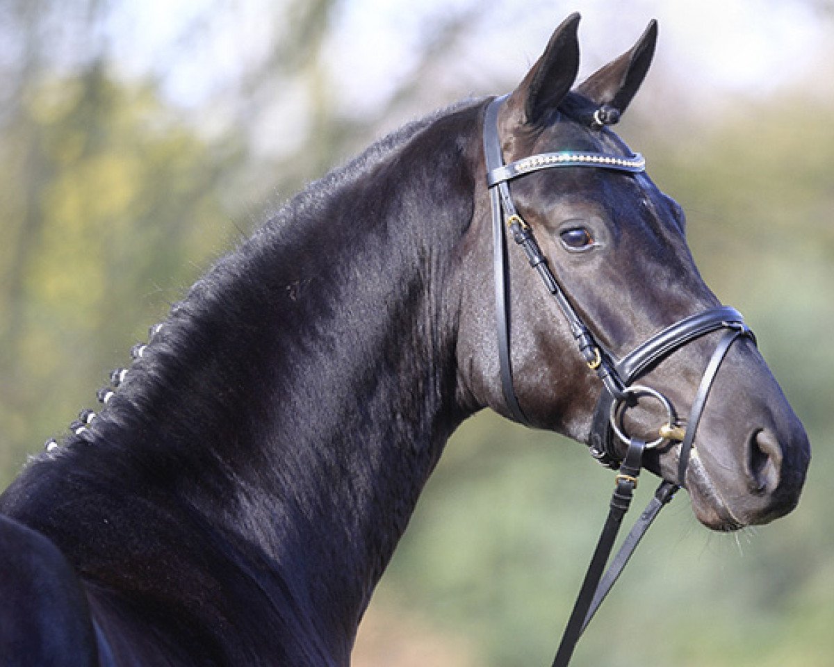 stallion Desiderius L (Hanoverian, 2008, from De Niro)