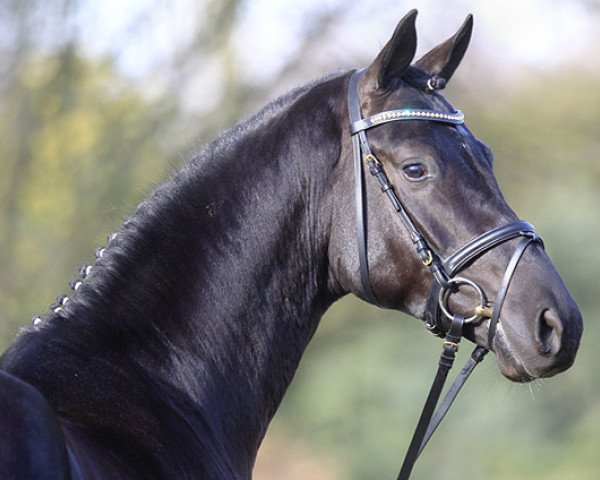 stallion Desiderius L (Hanoverian, 2008, from De Niro)