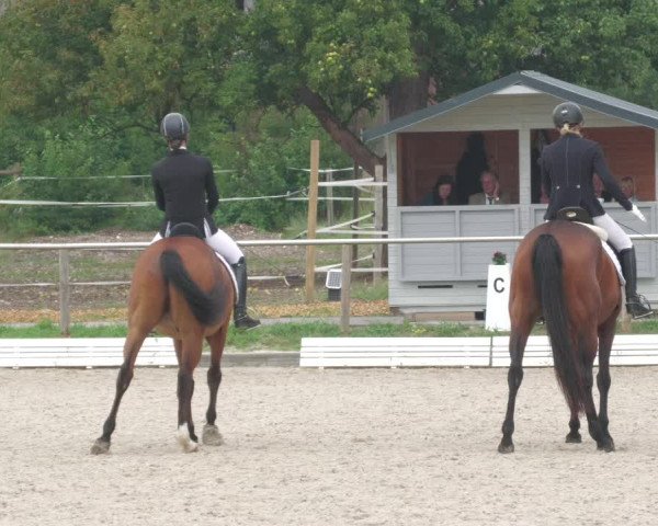 Reitturnier Köngen 2022