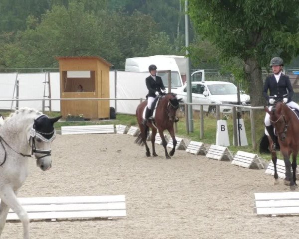 Reitturnier Köngen 2022