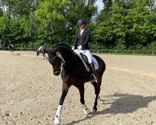 dressage horse Fine Lady C (German Sport Horse, 2015, from For Romance I)