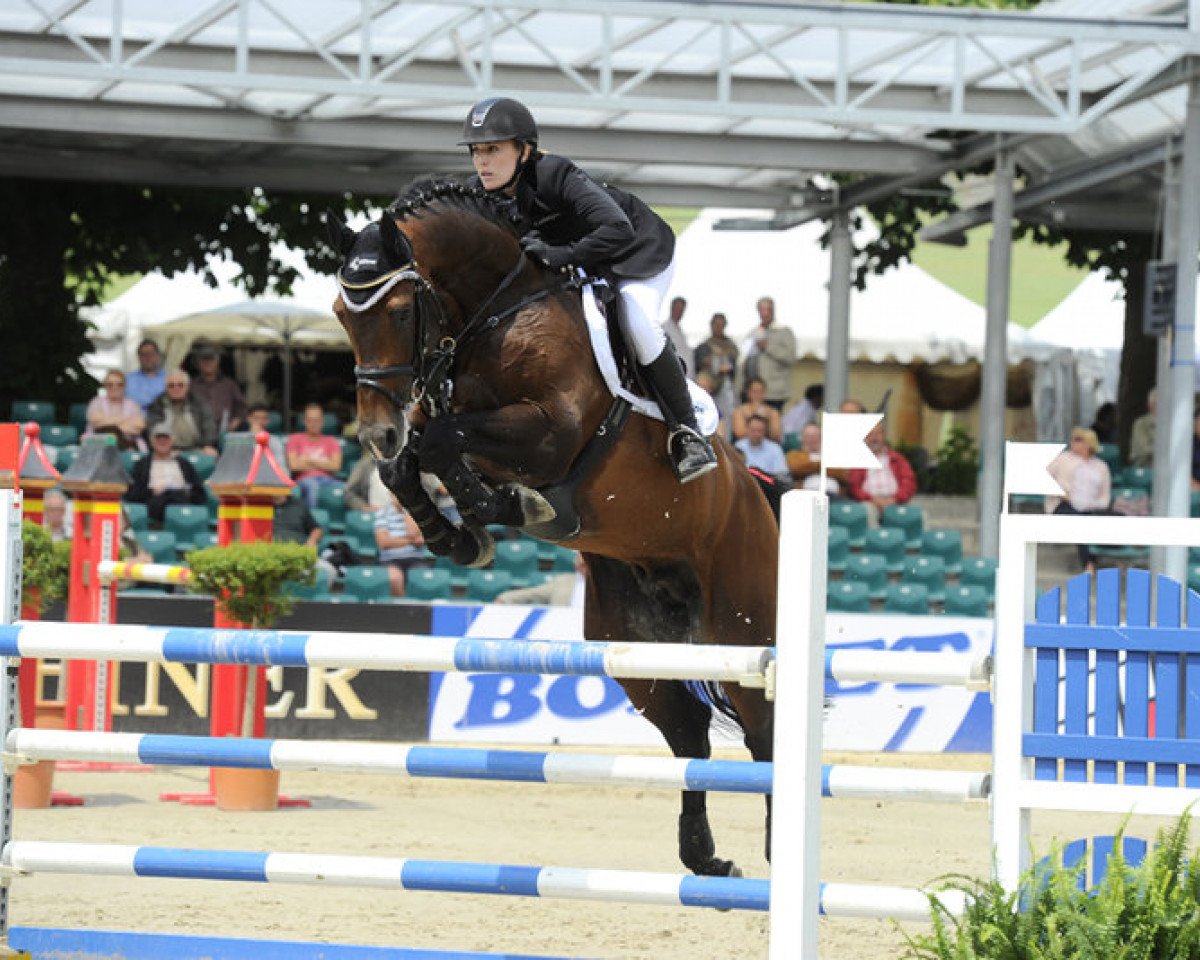 Deckhengst Casquetto (Holsteiner, 2004, von Casall Ask)