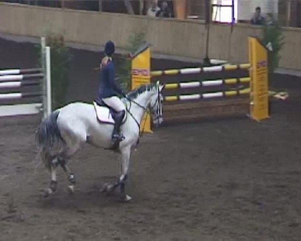 Springpferd Slegde Hammer (Hannoveraner, 2004, von Sandro Song)