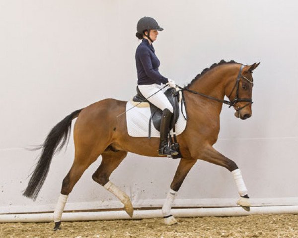 horse Daily Pleasure (German Riding Pony, 2008, from Dance Star AT NRW)
