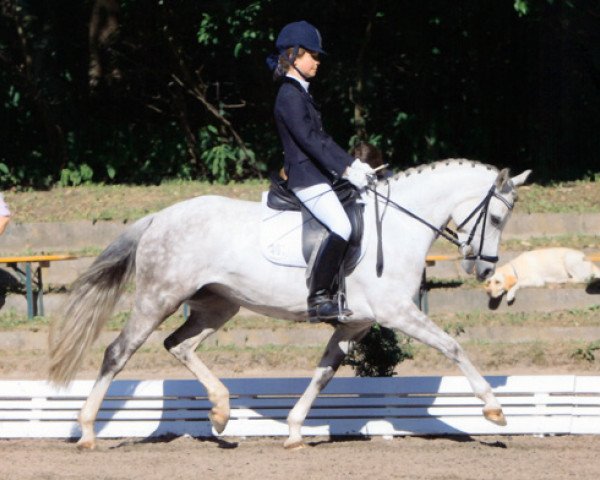dressage horse Mondsilber (German Riding Pony, 2004, from Monte Christo)