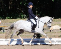 dressage horse Mondsilber (German Riding Pony, 2004, from Monte Christo)