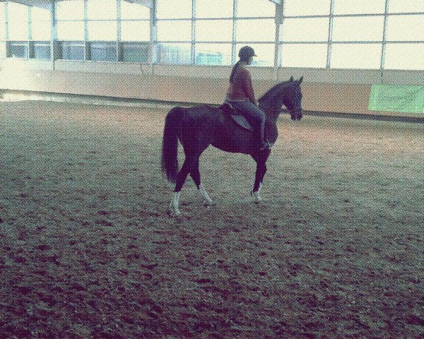 Zuchtstute Selmina (KWPN (Niederländisches Warmblut), 1999, von Balzflug)