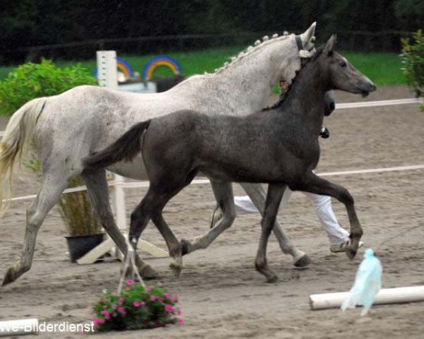 horse New Yorks Pepita (Zweibrücken, 2011, from New York)