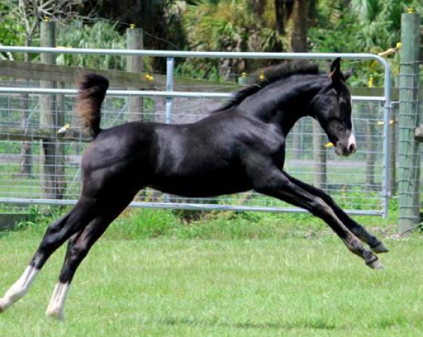 horse CF Dance With Me (German Riding Pony, 2015, from Don De Marco) horse CF Dance With Me (German Riding Pony, 2015, from Don De Marco)