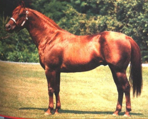 stallion Docs Benito Bar (Quarter Horse, 1963, from Doc Bar) stallion Docs Benito Bar (Quarter Horse, 1963, from Doc Bar)