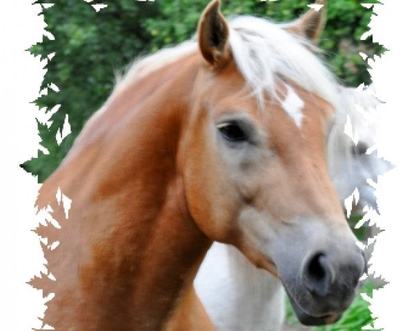 jumper Nastello (Haflinger, 2004, from Nastral)